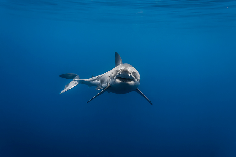 great white shark Lucy portrait