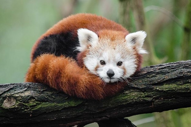 red panda image